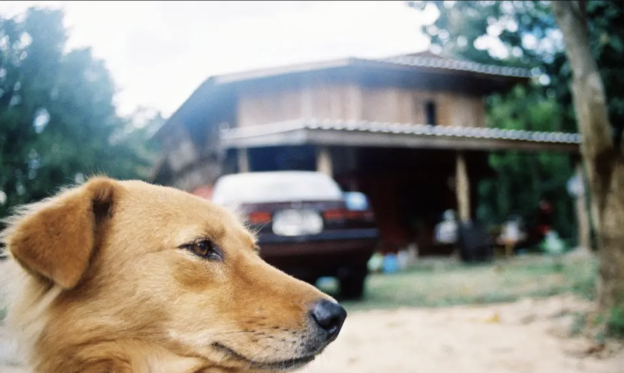 Pet Safety: How to keep pets cool, comfortable, and protected